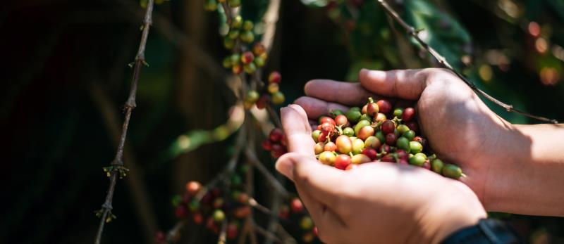 Gotejo na Cafeicultura: Menos Água e Mais Qualidade