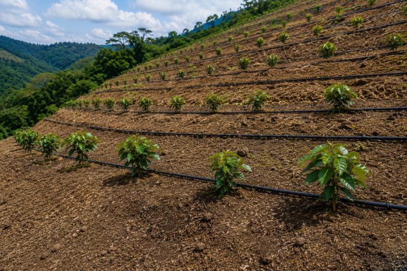 Irrigação eficiente em terrenos inclinados: desafios, soluções e boas práticas