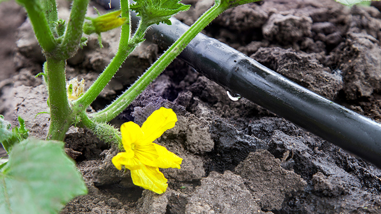 Fertirrigação: Utilizando fertilizantes em conjunto com o sistema de irrigação