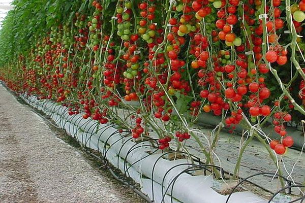 Tomates hidropônicos
