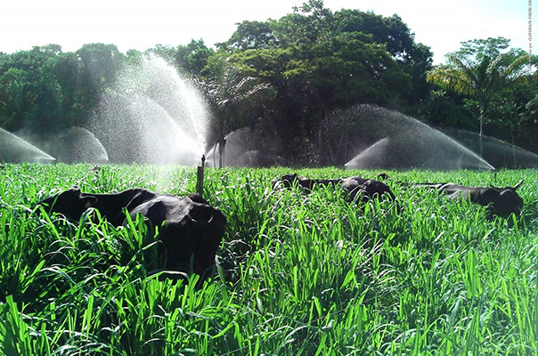 Benefícios ao inserir um sistema de Irrigação em Pastagens