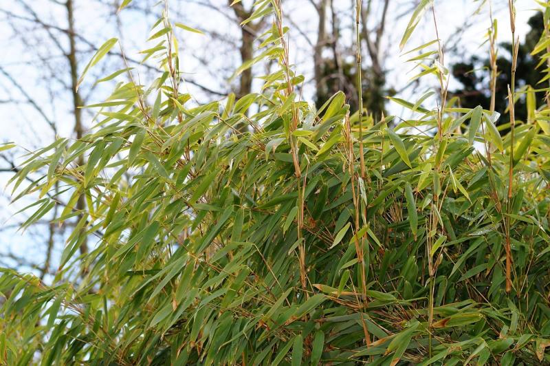 Grama Vetiver: A Solução Verde para Conservação de Solo e Fitoremediação