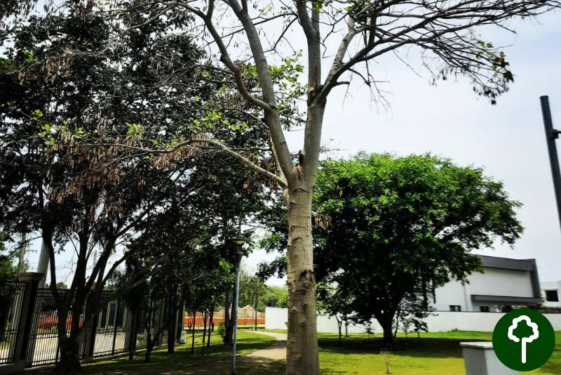  O curso é oferecido pela Companhia das Árvores, empresa que há 30 anos desenvolve projetos apoiados Soluções Sustentáveis