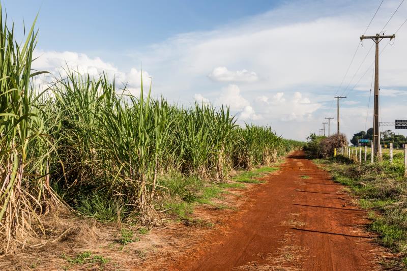 Plantação de cana de açúcar