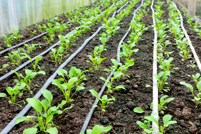 Microirrigação (Irrigação Localizada)