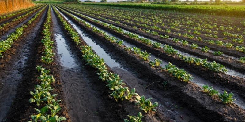 Irrigação por Superfície. Fonte: https://terramagna.com.br/blog/irrigacao-por-superficie/