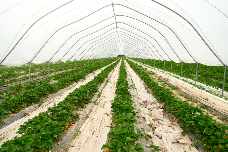 Como Irrigar em Estufas com Alta Precisão