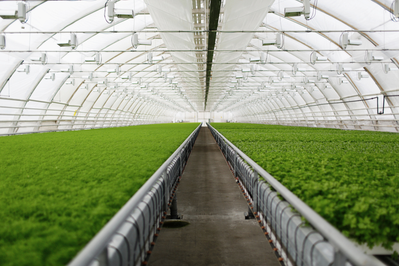 Como Irrigar em Estufas com Alta Precisão