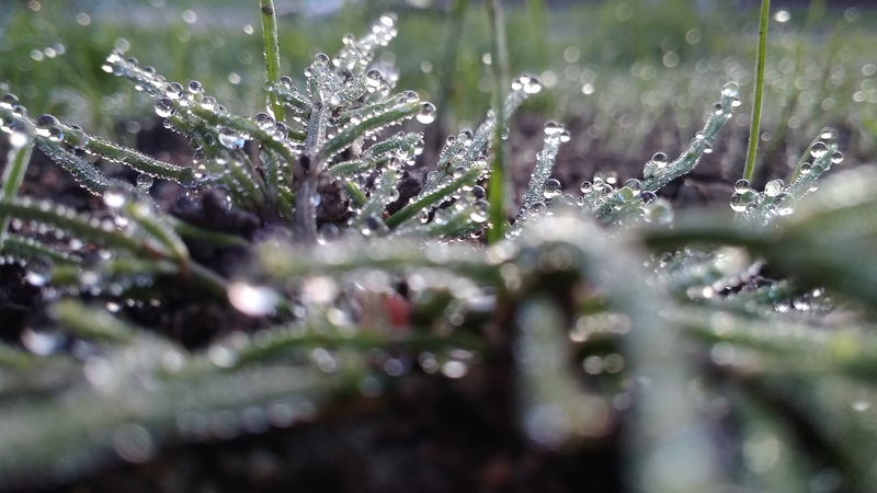  Irrigação no Inverno